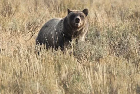 Hiker Attacked by Wild Animal in Yellowstone Transported to Medical Facility