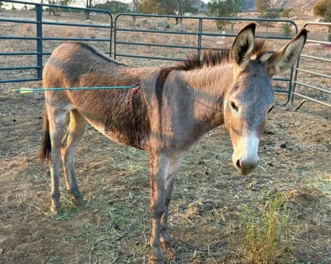 Burro On the Mend Following Newest Projectile Strike on Wild Burros in the Golden State