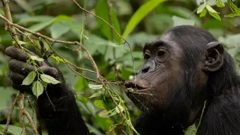 Apes Drinking the Equivalent of an Alcoholic Beverage Each Day from Fermented Produce, Study Shows